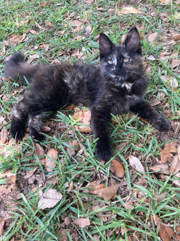 Maine Coon – tortie colored half maincoon cat