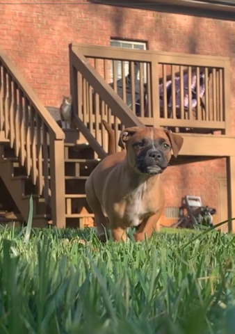 Boxer – boxer mix