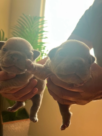 French Bulldog – chunky Frenchie pups