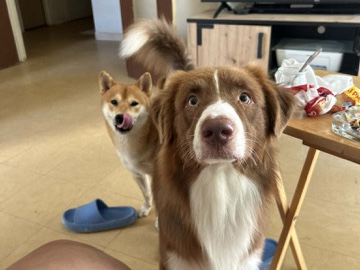 Australian Shepherd – chien berger australien – Nanteuil-lès-Meaux
