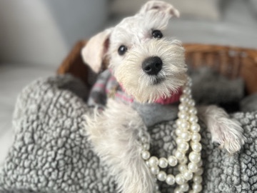 Miniature Schnauzer – white Minature Schnauzer  female – Deltona