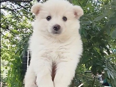 Pomeranian – pemorian Male puppy dog – Pimpri-Chinchwad
