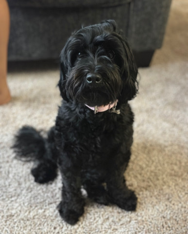 Mini Labradoodle