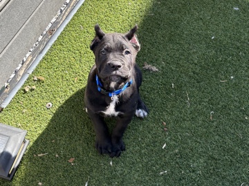 Cane Corso – 2 month old cane corso – Philadelphia