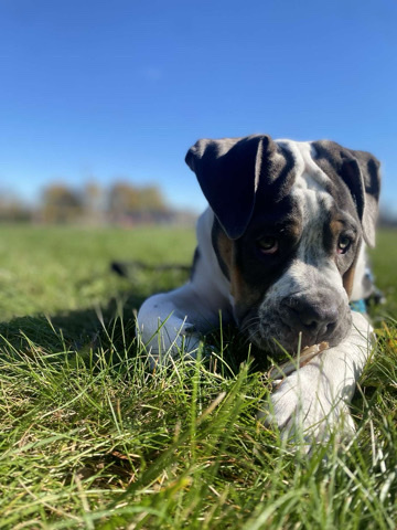 Olde English Bulldogge – sell