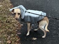 Mixed Breed – Rehome 2 year old Dog – Atlanta