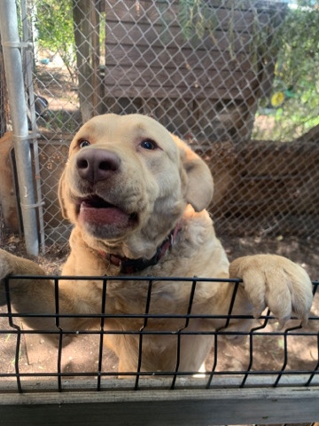 Chesapeake bay retriever. silly happy dog