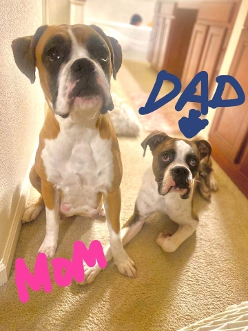 Boxer – Litter of boxer puppies