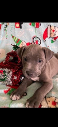 pit bulls