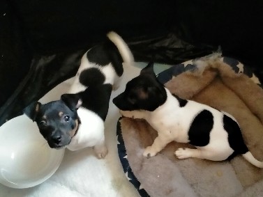 Fox Terrier (Smooth) - Mini Fox cross jack Russell  available for adoption in Golden Grove