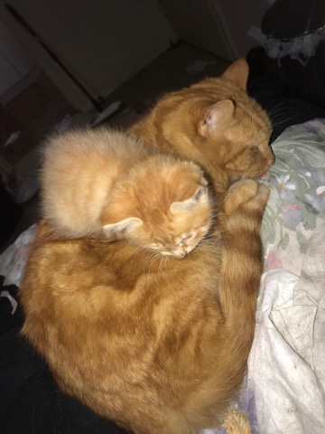 kittens for sale only to loving home