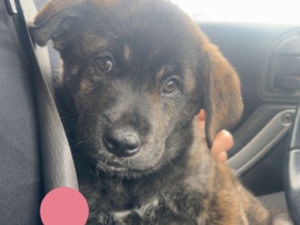 Labrador Retriever – 8 week old puppies – Hamilton