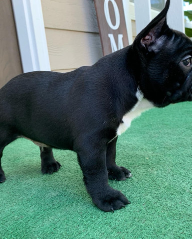 French Bulldog – akc French bulldogs
