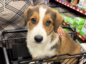 Pembroke Welsh Corgi – Adorable Pembroke Welsh Corgi Puppy – 5 Months Old in Dallas – Dallas