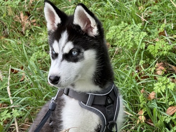 Siberian Husky – Siberian husky