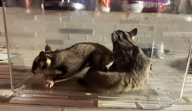2 Sugar Gliders