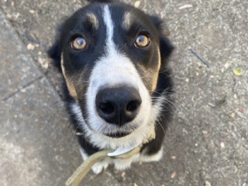 Australian Shepherd – Australian shepherd mix