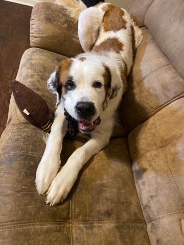 St. Bernard – St Bernard Needing Home ASAP