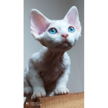 devon rex in NY