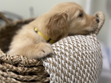 Golden Retriever Puppies 