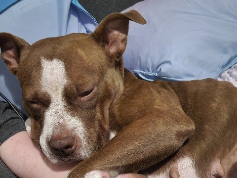 American Pit Bull Terrier – Looking to be an only pup – Philadelphia