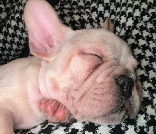 French Bulldog – Bulldog Frances