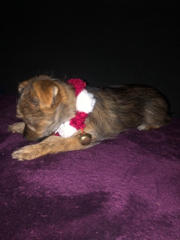 havaness X chihuahua x yorkie pup for sale $*** 