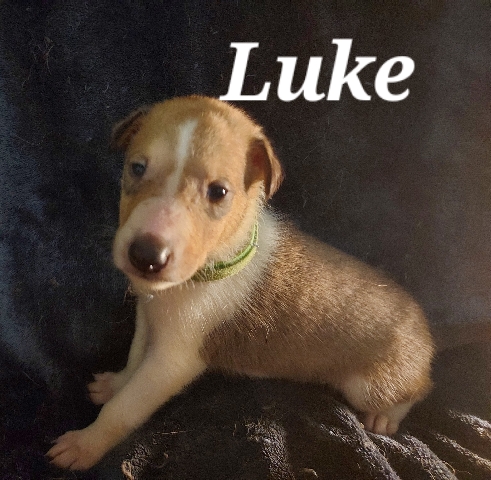 Smooth Collie – Collie Puppies