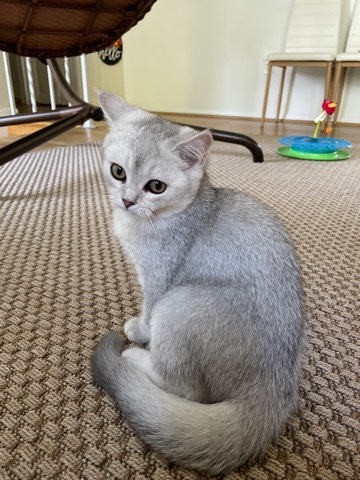 British Shorthair – Ivar
