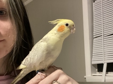 cockatiel & parakeet