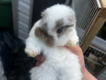 French Lop – lop ears baby bunnies – Oceanside