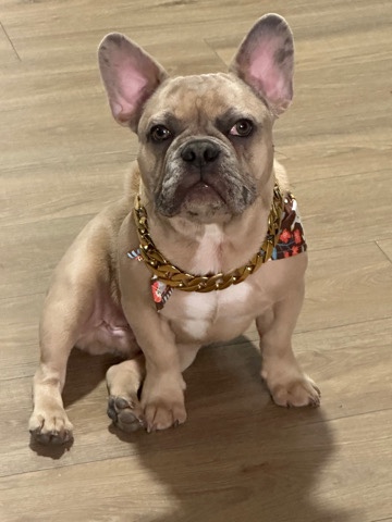 French Bulldog – French bulldog