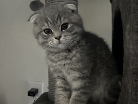 Scottish Fold – Scottish fold kitten – Auburn