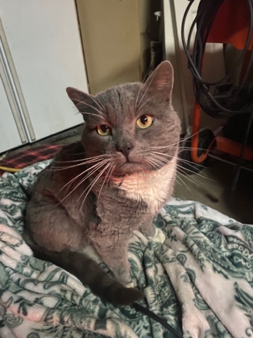 male cat
