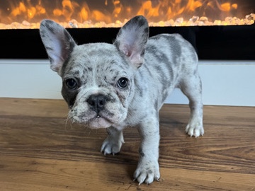 French Bulldog - French Bulldogs  available for adoption in Houston