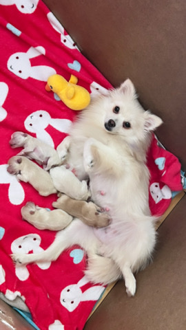 Pomeranian – pomeranian puppies