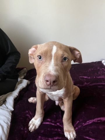 American Pit Bull Terrier – pitpull puppy