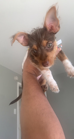 Chihuahua – chorkie