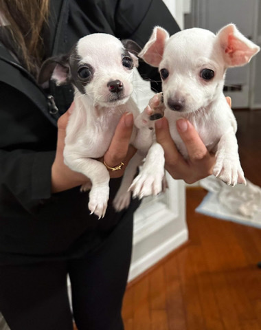 Chihuahua – Selling 2 chihuahua puppies preferably together!