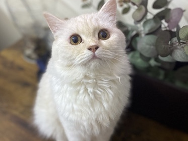 Brazilian Shorthair - british Short hair female for (Mating) available for adoption in Ajman