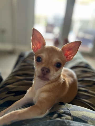 Chihuahua – Puppy Female Chihuahua