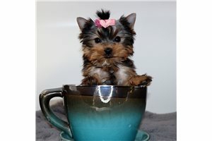 Yorkshire Terrier – Yorkshire Terrier Pups Text ***