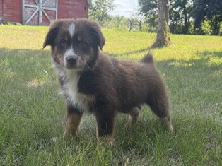 Australian Shepherd – Standard purebred Australian Shepherd – Saint Hilaire