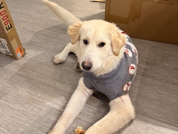 Labrador Retriever – Finding a home for Kaizer ❤️ – Farmers Branch