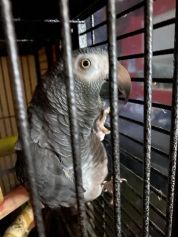 talking African gray