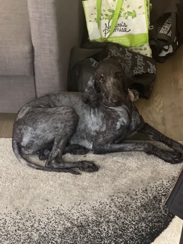 Poodle – Male Standard Poodle Looking to Trade!