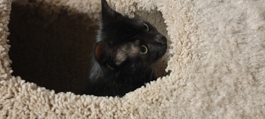 Cute and Cuddly Kitty