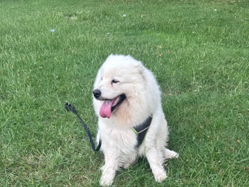 Samoyed – samoyed – London