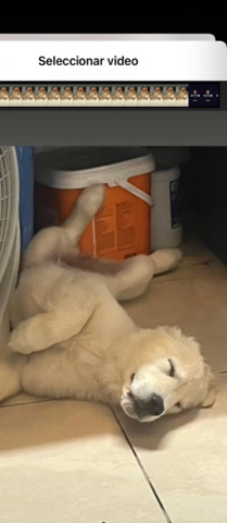 Golden Retriever – golden retriever