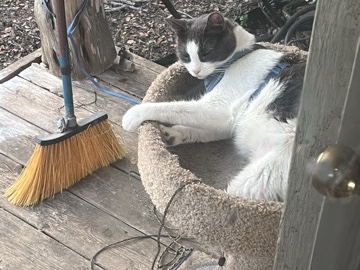 American Shorthair – Very sweet cat needs a good home – Helotes